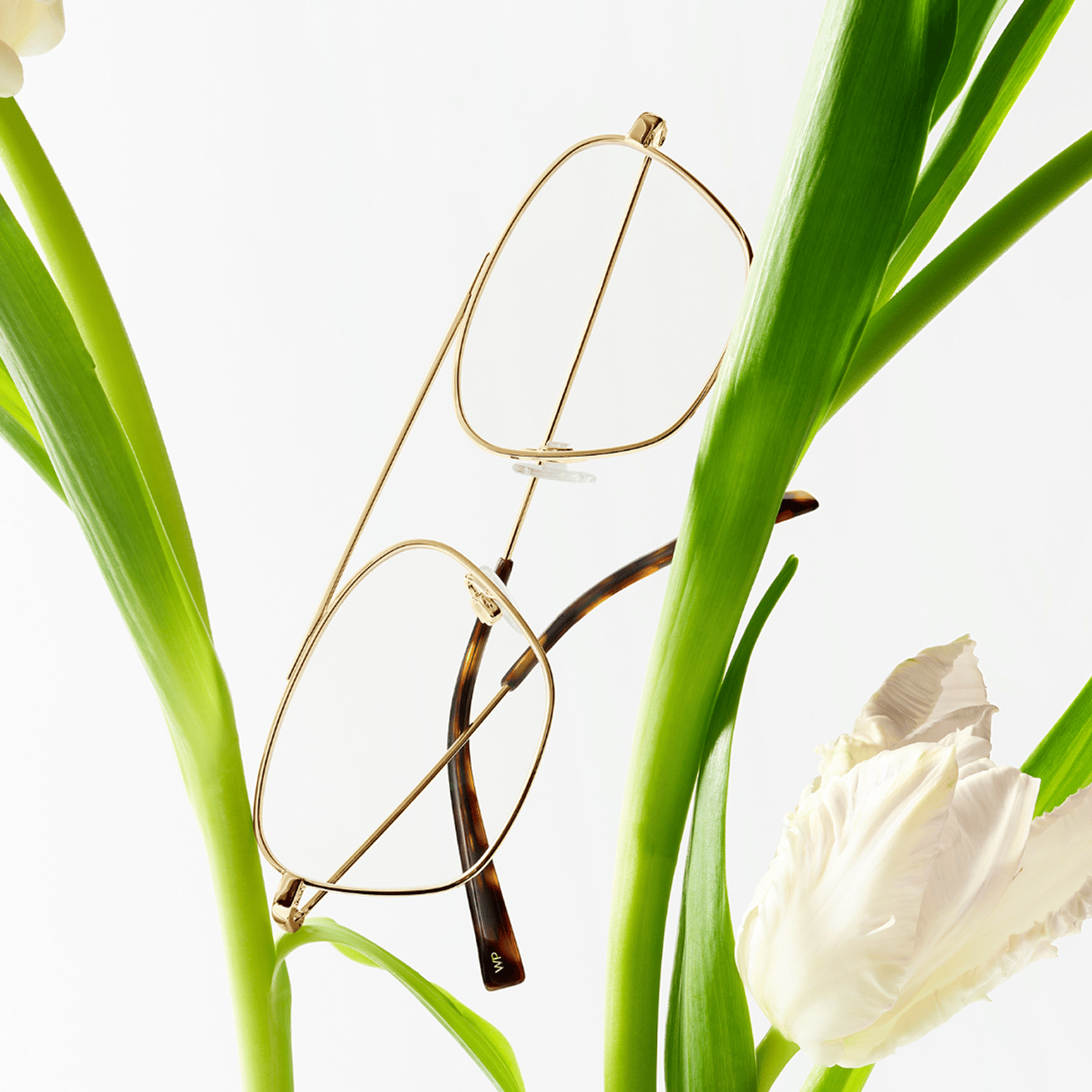 Gold-rimmed glasses with tortoise shell temples hang on green tulip stems with a white tulip.